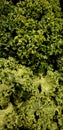 Vertical detail closeup of fresh raw green kale leaves, background