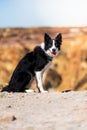 Vertical dreamy shot of a cute Border Collie dog at copper mines