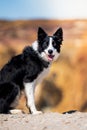 Vertical dreamy shot of a cute Border Collie dog sitting at copper mines