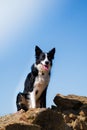 Vertical dreamy shot of a cute Border Collie dog sitting on the rocky hillside at copper mines