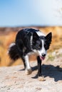 Vertical dreamy shot of a cute Border Collie dog walking at copper mines