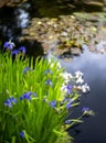 Vertical dreamy soft focus view of colorful flowers and pond with water lilies in Inverewe Gardens in the Scottish Highlands