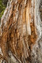 Vertical driftwood stump with orange fragments inside, Flagstaff