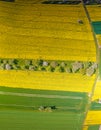 Vertical drone picture of rape field in spring in typical bright yellow color