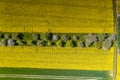 Vertical drone picture of rape field in spring in typical bright yellow color