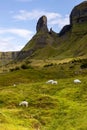 Vertical drone shot of sheep grazing in a field near the Eagles Rock, Sligo, Ireland
