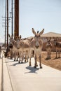 Vertical of a drove of donkeys on the street against rural houses on a sunny day Royalty Free Stock Photo