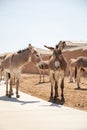 Vertical of a drove of donkeys on the street against rural houses on a sunny day Royalty Free Stock Photo