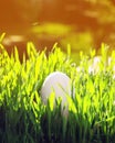 Vertical Easter background with one white chicken egg lying in g Royalty Free Stock Photo