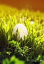 Vertical Easter background with one white chicken egg lying in g Royalty Free Stock Photo