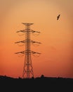 Vertical of an electrical pole silhouetted against a vibrant orange sky with a bird soaring nearby