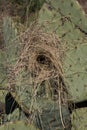 Vertical of empty desert bird`s nest. Royalty Free Stock Photo