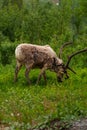 Vertical of a Eurasian Tundra Reindeer, Rangifer tarandus tarandus grazing on green grass Royalty Free Stock Photo
