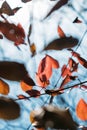 Vertical fall autumn nature background with berries and leaves. Autumn background with natural elements, Vertical photo