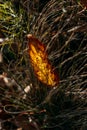 Vertical fall autumn nature background with berries and leaves. Autumn background with natural elements, Vertical photo