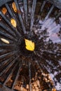 Vertical fall autumn nature background with fallen maple leaf in water, reflected in a puddle. Autumn background with