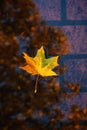 Vertical fall autumn nature background with fallen maple leaf in water, reflected in a puddle. Autumn background with