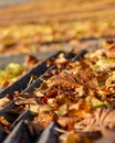 Vertical fall photography. Dried leaves on the ground