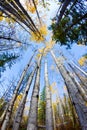 Vertical fall trees