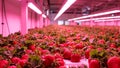 Vertical farm with blooming strawberries under pink LED lights Royalty Free Stock Photo