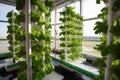 Vertical Farming future of agriculture. farmers using vertically stacked layers can produce much more food. AI generative