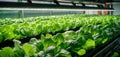 Vertical farming , the future concept of agriculture, lettuce growing in hydroponic racks in the city