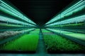 Vertical Farming: Innovative Urban Agriculture with LED Lighting Technology. Royalty Free Stock Photo