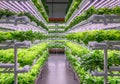 Vertical farming setup featuring multiple layers of hydroponic Royalty Free Stock Photo