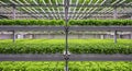 Vertical farming setup with multiple layers of hydroponic systems growing leafy Royalty Free Stock Photo