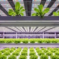 Vertical farming setup with rows of vibrant green lettuce growing on multiple stacked