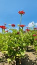 Vertical Field of Zinnia flowers and sky mostly red Royalty Free Stock Photo