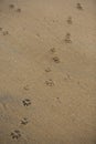 Vertical filled frame close up background wallpaper shot of dog paw foot prints on a yellow sand beach surface forming beautiful