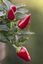 Vertical filled frame close up macro shot of an isolated bunch of red hot spicy paprika chili peppers on a branch with green