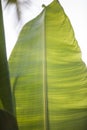 A vertical filled frame close up shot of a large green banana leaf with sunlight shining through and forming beautiful natural