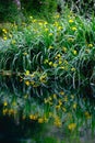 Vertical flower reflections on water river shore impressionist garden pond grass Royalty Free Stock Photo