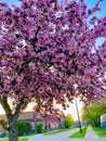 Vertical of the flowering tree Cercis canadensis, Eastern redbud blossom captured on a sunny day Royalty Free Stock Photo