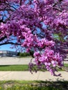 Vertical of the flowering tree Cercis canadensis, Eastern redbud blossom captured on a sunny day Royalty Free Stock Photo