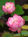 Vertical focus shot of a couple of divine lotus flowers surrounded with lotus ponds