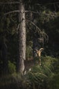 Vertical focus shot of a feral goat in a forest