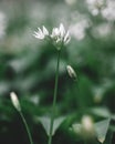 Vertical focus shot of white Ramsons flower buds.