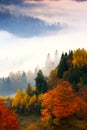 Vertical foggy autumn forest landscape, scenic nature scenery, Carpathian mountains. Ukraine, Europe