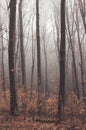 Vertical foggy forest trees landscape