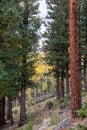 Vertical footage of yellow aspen trees behind pine trees