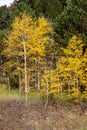 Vertical footage of yellow aspen trees in front of pine trees