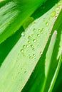 Vertical format macro photography of wide green leaf and tiny water droplets on it. Summertime