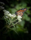 A vertical format of a monarch butterfly feeding on a cluster of white flowers Royalty Free Stock Photo