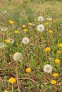 Some open grass at top of photo Vertical Outdoor shot of Dandeliions with some blooming in lawn,