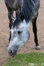 Vertical format photo of dappled spotted horse with thin legs stepping freely and eating green summer grass