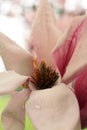 Vertical format of a Saucer Magnolia tree blossom