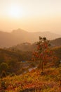 vertical frame of beautiful sunlight of sun on sky above nature forest on mountain Royalty Free Stock Photo